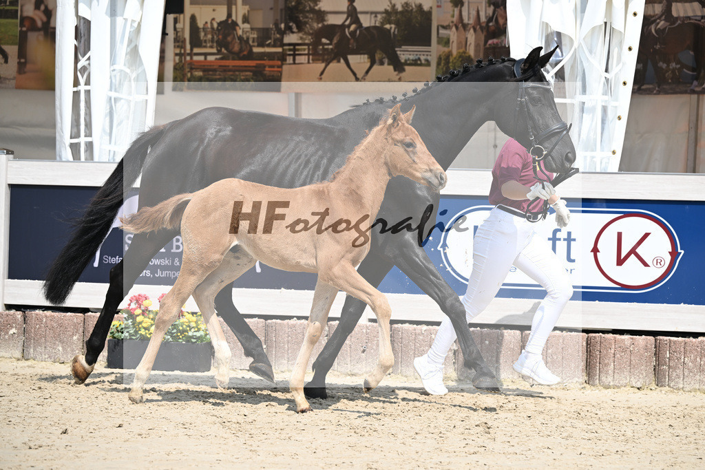 Viva Vegas x Top Gear_HF_Leder_12250469 | hf-fotografie - Realisiert mit Pictrs.com