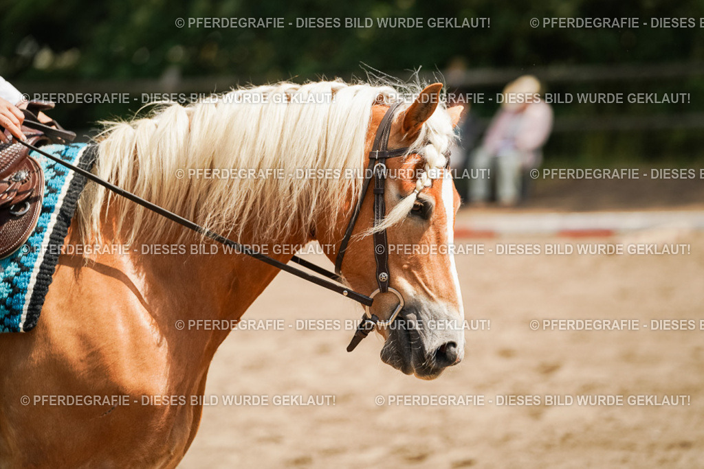 DSC07129 | Pferdegrafie