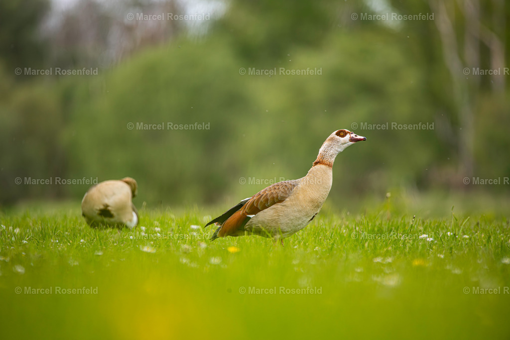 _DSC0386-Verbessert-RR | foto-rosenfeld