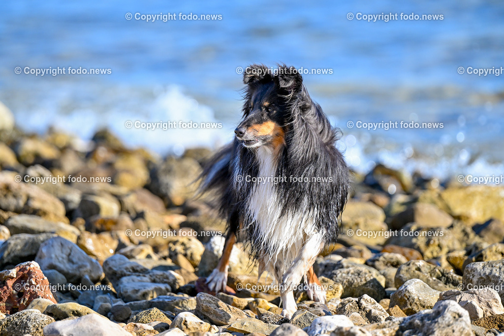 Hunde in Kroatien_ 31.07.2023-27 | 31.07.2023, Kroatien, HRV, Brač, Insel in Dalmatien im Bild Hunde, Shelties
