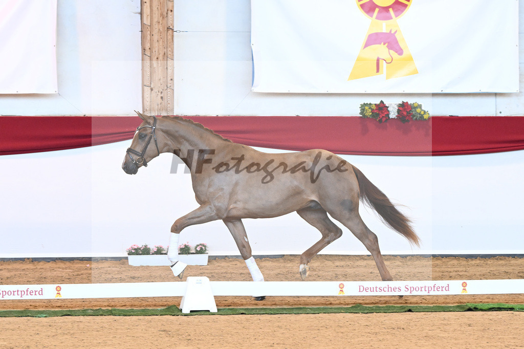 Kat-Nr. 18 D cinzano x Frenchman II_Heinrich_43230186 | hf-fotografie - Realisiert mit Pictrs.com