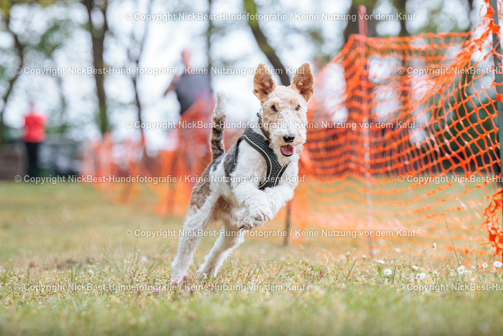 Sage Hunderennen Frühlingsfest-2026-Nickbest-Hundefotografie-0635 | Dein Hund! Dein Moment! Deine Erinnerungen! Hundefotografie in Bremen Blumenthal. Ich fange die besonderen Momente deines Vierbeiners ein – ob Indoor mit Blitzanlage oder in der freien Natur. Sicher dir dein Moment und dein Termin für eure Erinnerungen.
