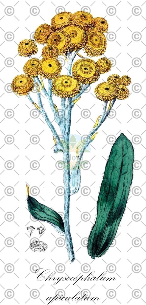 HistAbb_wfo-0000005842_2_ENZY_Simple | Historische Abbildung von Chrysocephalum apiculatum - Asteraceae | Historical Illustration of Chrysocephalum apiculatum - Asteraceae