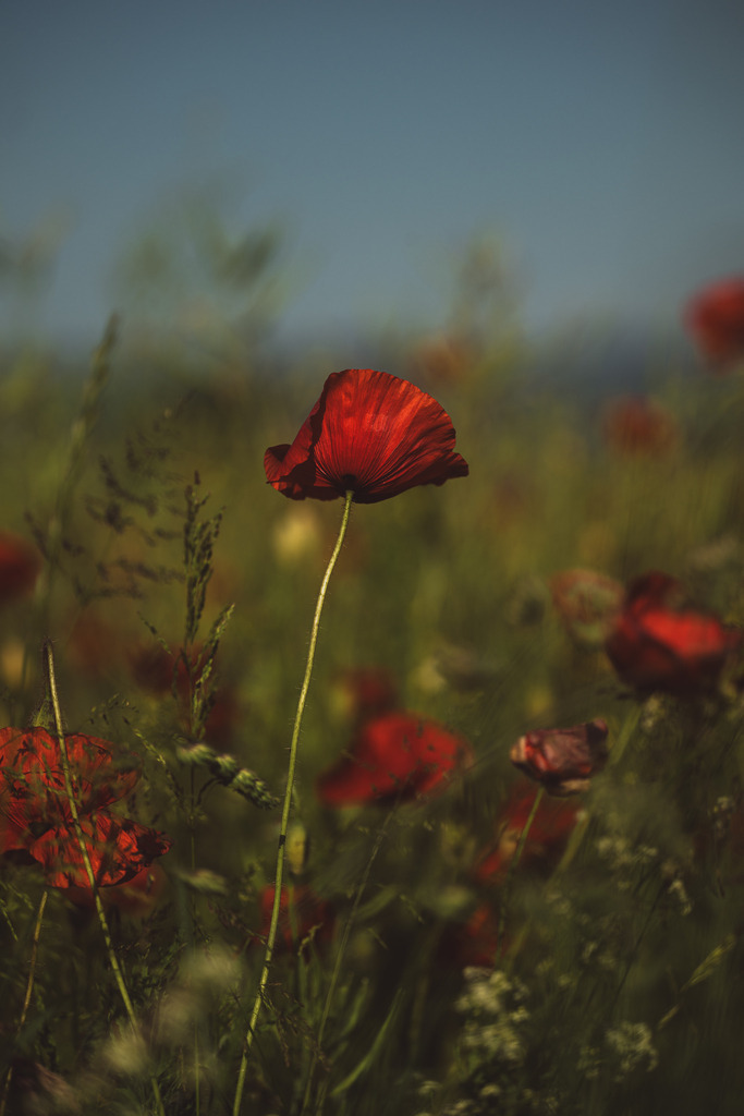 Mohn | Simone Sonderegger Photography
