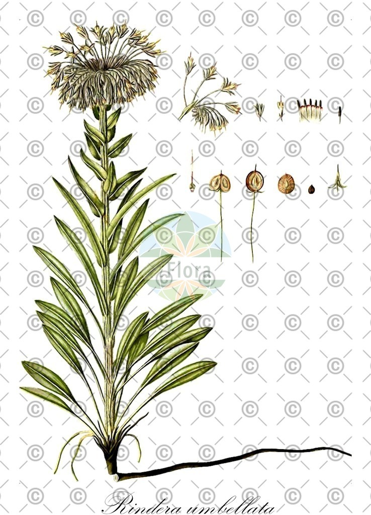 HistAbb_wfo-0001102412_1_ENZY_Simple | Historische Abbildung von Rindera umbellata - Boraginaceae | Historical Illustration of Rindera umbellata - Boraginaceae