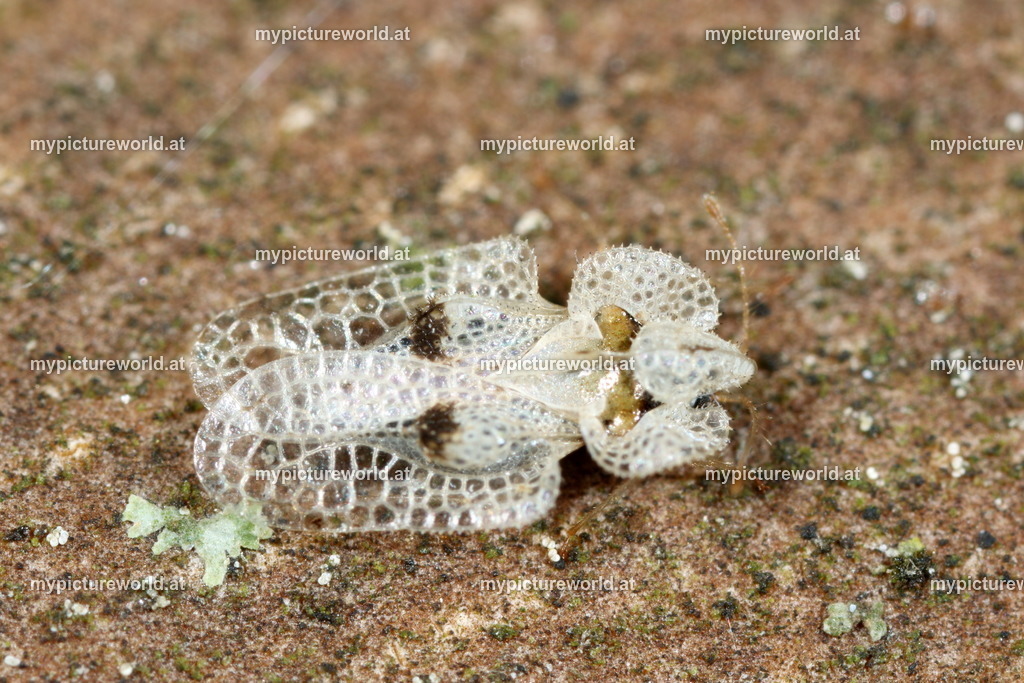 Corythucha ciliata-010 | Das Bilderarchiv über Tiere, Planzen und Landschaften. In der Bilddatenbank finden Sie ein große Auswahl an hochwertigen Bilder für Ihre Werbung - Realisiert mit Pictrs.com