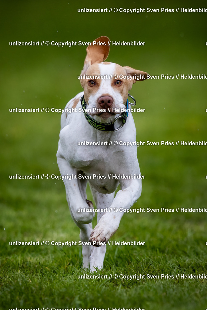 Sven Pries | 2024-04-21 - Hunderennen Baden-Oos
Foto: Sven Pries - Realisiert mit Pictrs.com