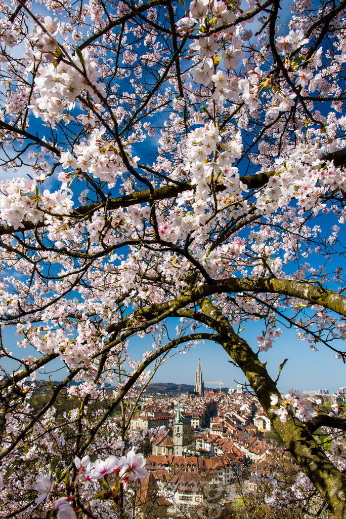Kirschblüte über der Stadt Bern, Schweiz | Die ideale Geschenkidee für Naturliebhaber. Naturbilder von Marcel Gross Photography für ihr Zuhause in den verschiedensten Formaten und Materialien. - Realisiert mit Pictrs.com
