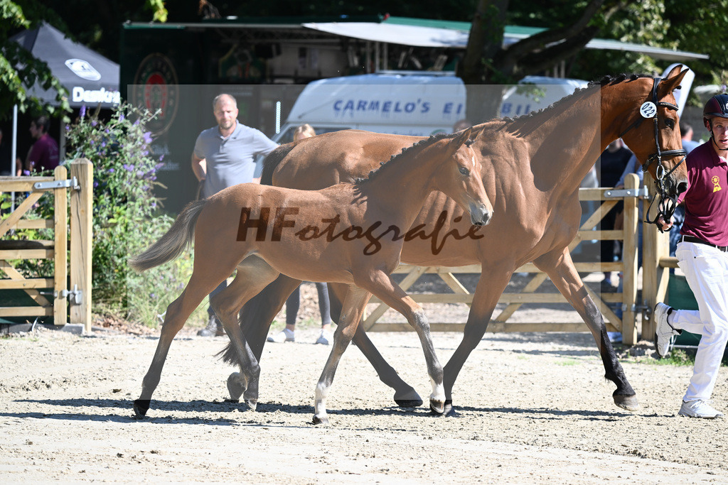 Praesentation Auktionsfohlen_36230127 | hf-fotografie - Realisiert mit Pictrs.com