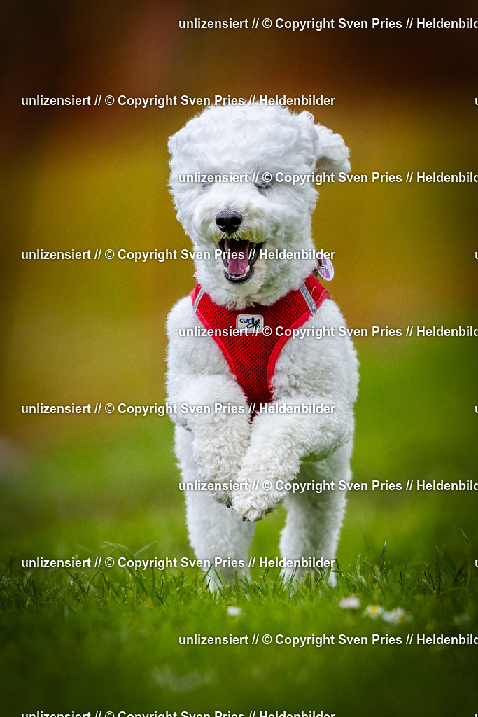 Sven Pries | 2025-04-13 - Hunderennen Baden-Baden - Realisiert mit Pictrs.com