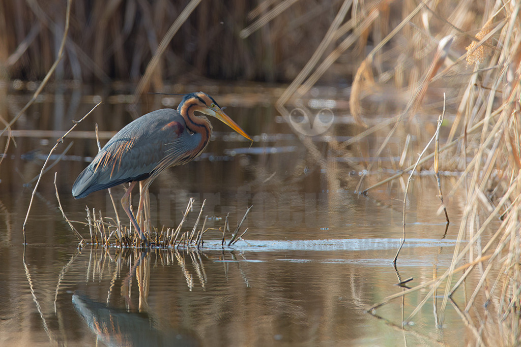 20170408-NFOC7014 | Der Purpurreiher ist eine Vogelart aus der Familie der Reiher. Zurzeit wird die Art als nicht gefährdet auf der IUCN Roten Liste geführt. Habitatsverluste lassen die Zahlen allerdings langsam zurückgehen.  - Realisiert mit Pictrs.com