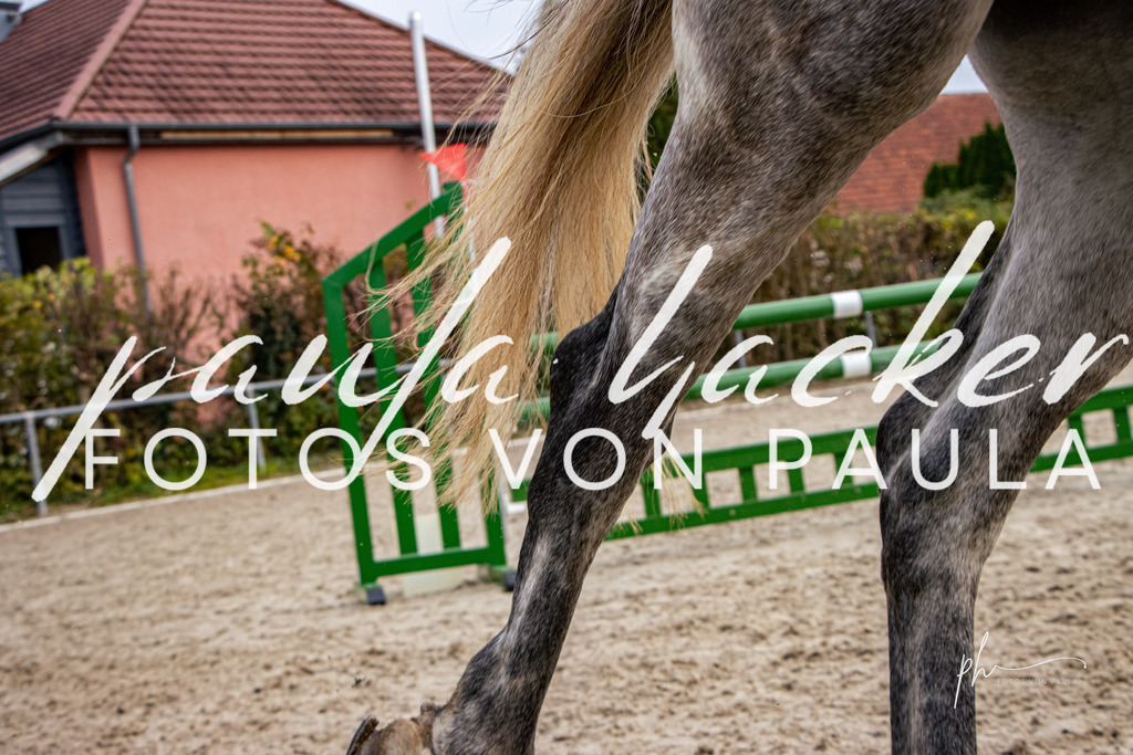 IMG_4312 | Erleben Sie dynamische Sport- und emotionale Tierfotografie in Süddeutschland mit Fotos von Paula. Spezialisiert auf Pferde- und Hundefotografie sowie Sportevents. Kontaktieren Sie mich für einzigartige und ausdrucksstarke Bilder Ihrer besonderen Momente. - Realisiert mit Pictrs.com