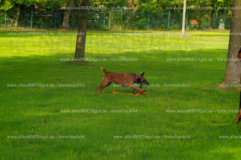 Hundeschwimmen_Grefrath_2026-allesWIRTHgut_Tierfotografie-09_53-FAY07814 | Professionelle Tierfotografie in Mönchengladbach von Daniel Wirth (allesWIRTHgut). Liebevolle & natürliche Bilder von Hunden & Katzen für unvergessliche Erinnerungen.