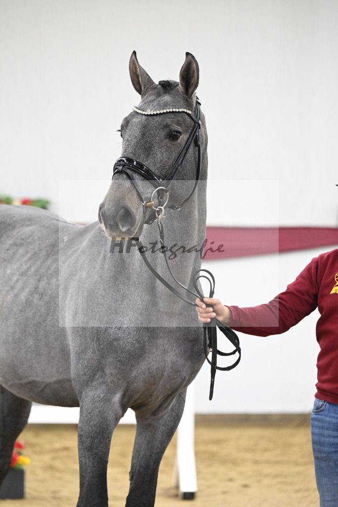 Kat-Nr. 88 Cero I x Arezzo VDL_Franz-Georg Ottmann_47252800 | hf-fotografie - Realisiert mit Pictrs.com