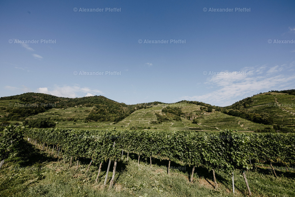 wachau_c_alexander_pfeffel-6722 | alexander-pfeffel - Realisiert mit Pictrs.com