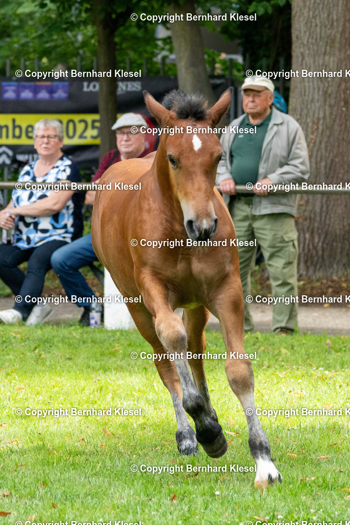 _DSC1947 | foto-team-bernhard - Realisiert mit Pictrs.com