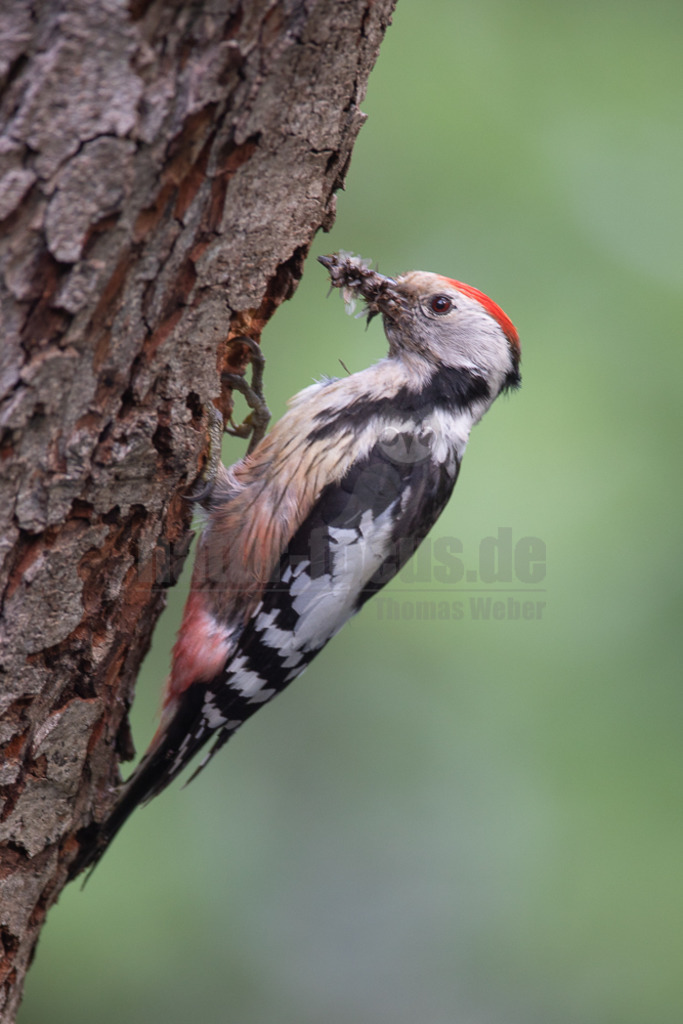 20190519095401-2 | Mittelspecht an Baumstamm - Realisiert mit Pictrs.com