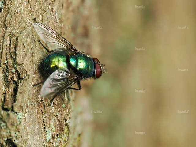 Goldfliege (Lucilia sericata) | Die Goldfliege (Lucilia sericata) ist eine 6–11 mm große, metallisch grün-gold glänzende Schmeißfliege. Sie gehört zur Familie der Calliphoridae und wird häufig an Aas, Abfällen oder auf Blüten beobachtet. –  – The Common Green Bottle Fly (Lucilia sericata) is a 6–11 mm metallic green-gold blow fly. It belongs to the family Calliphoridae and is commonly found on carrion, waste or flowers. - Realisiert mit Pictrs.com