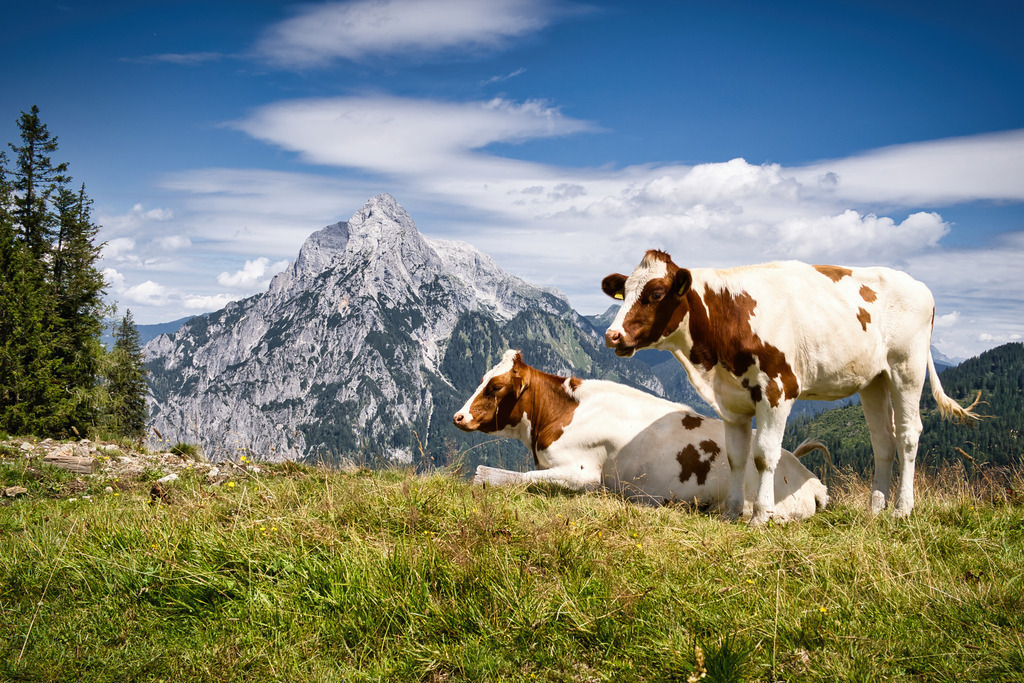 Almsommer auf der Treffneralm | walter-wagner-fotografie