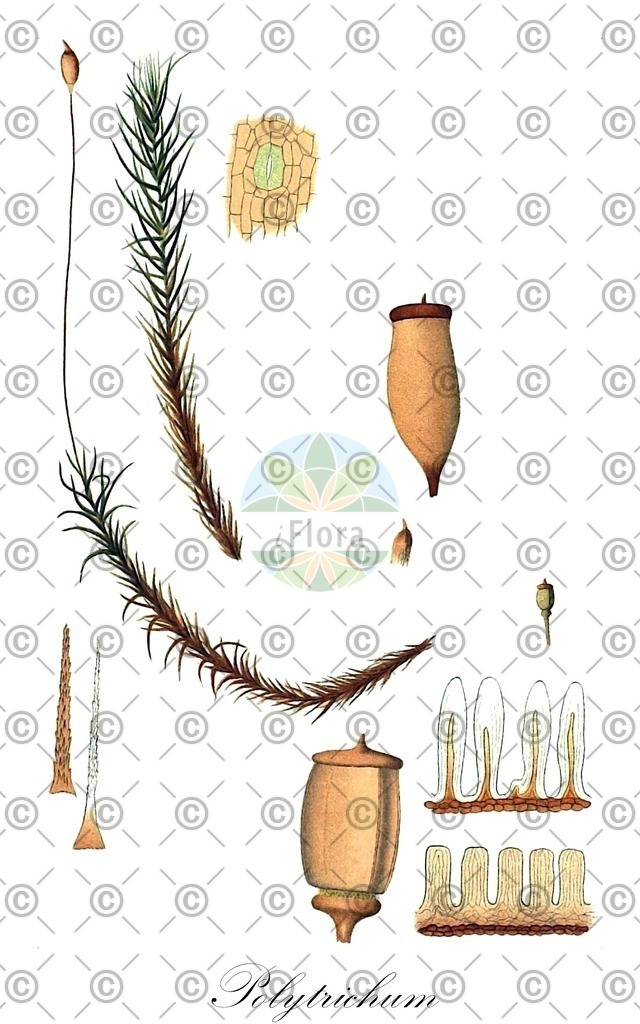 HistAbb_wfo-0001160523_2_ENZY_Simple | Historische Abbildung von Polytrichum - Polytrichaceae | Historical Illustration of Polytrichum - Polytrichaceae