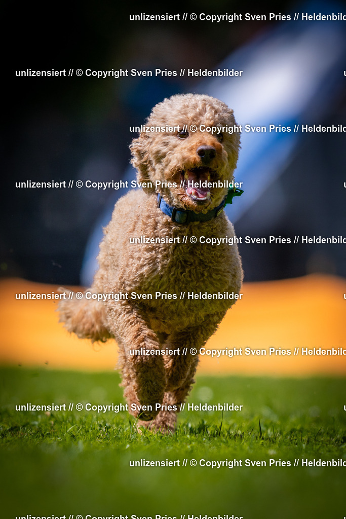 Sven Pries | 2025-08-10 - Hunderennen Durlach - Realisiert mit Pictrs.com