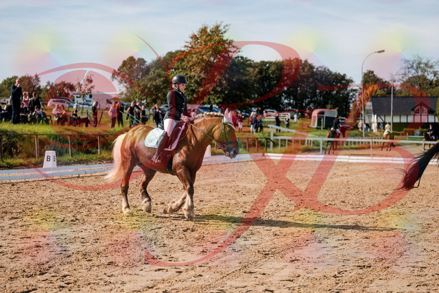 2026_10_03_Siefer-Hof_130329_Z63_65728772 | Professionelle Reitsport-, Turnier- und Eventfotografie von Robert Broda. Galerien mit ausgewählten und bearbeiteten Bildern direkt online ansehen und bestellen.