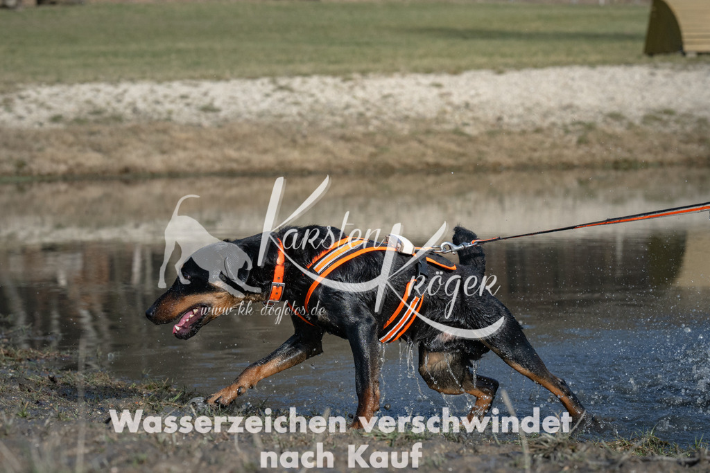 1505_ZZ91469 | kk-dogfotos