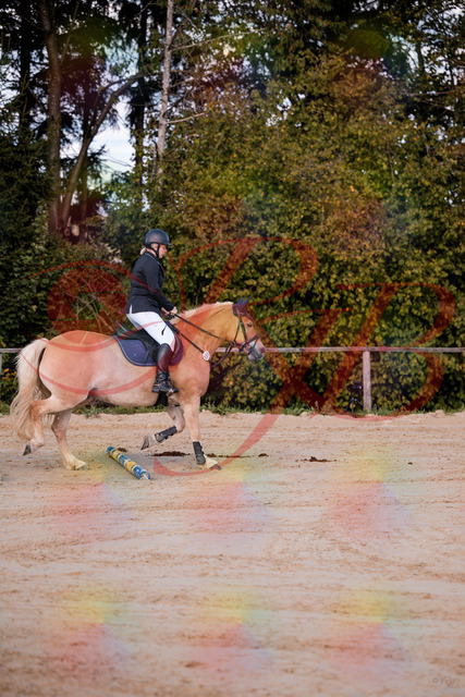2026_10_03_Siefer-Hof_145227_Z81_31485225 | Professionelle Reitsport-, Turnier- und Eventfotografie von Robert Broda. Galerien mit ausgewählten und bearbeiteten Bildern direkt online ansehen und bestellen.