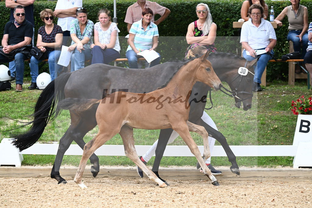 Kat-Nr. 30 SF DSP Va Bene x Follow Me_Fasching_27230443 | hf-fotografie - Realisiert mit Pictrs.com