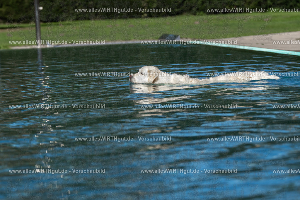 Hundeschwimmen_Volksbad_2026-allesWIRTHgut_Tierfotografie-2609061059-FAY06081 | Professionelle Tierfotografie in Mönchengladbach von Daniel Wirth (allesWIRTHgut). Liebevolle & natürliche Bilder von Hunden & Katzen für unvergessliche Erinnerungen.