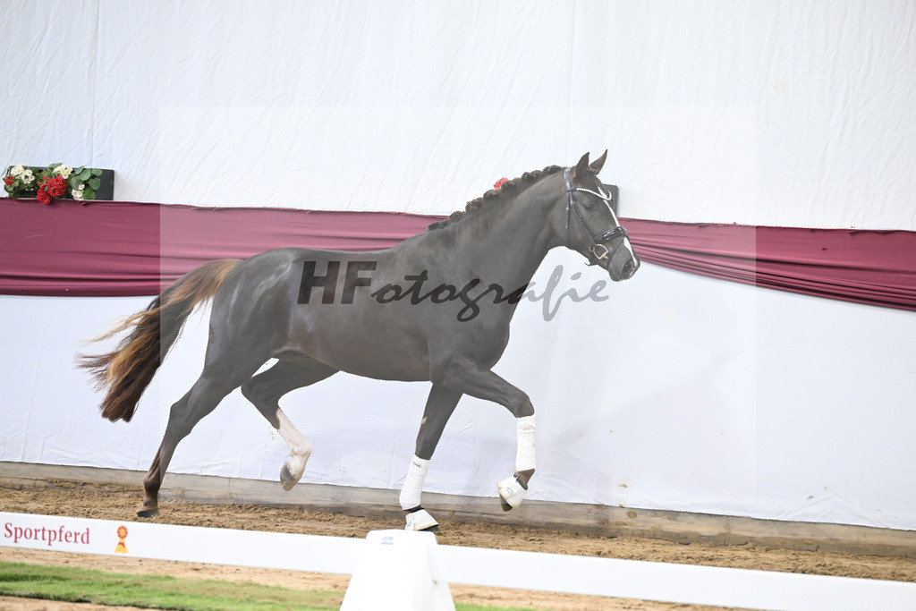 Kat-Nr. 17 Benicio x Fuerst Romancier_Schulze Averdiek Sportpferde und Aufzucht GbR_47250457 | hf-fotografie - Realisiert mit Pictrs.com