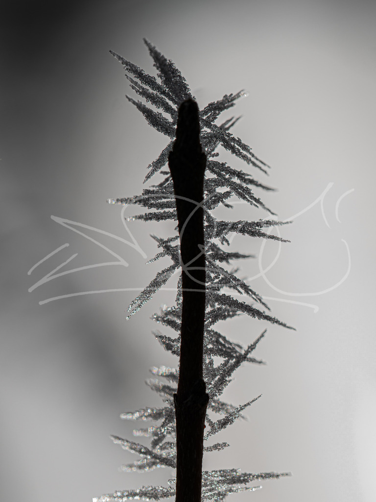 Frost Ast | Gefrorener Nebel an den Büschen und Bäumen. - Realisiert mit Pictrs.com