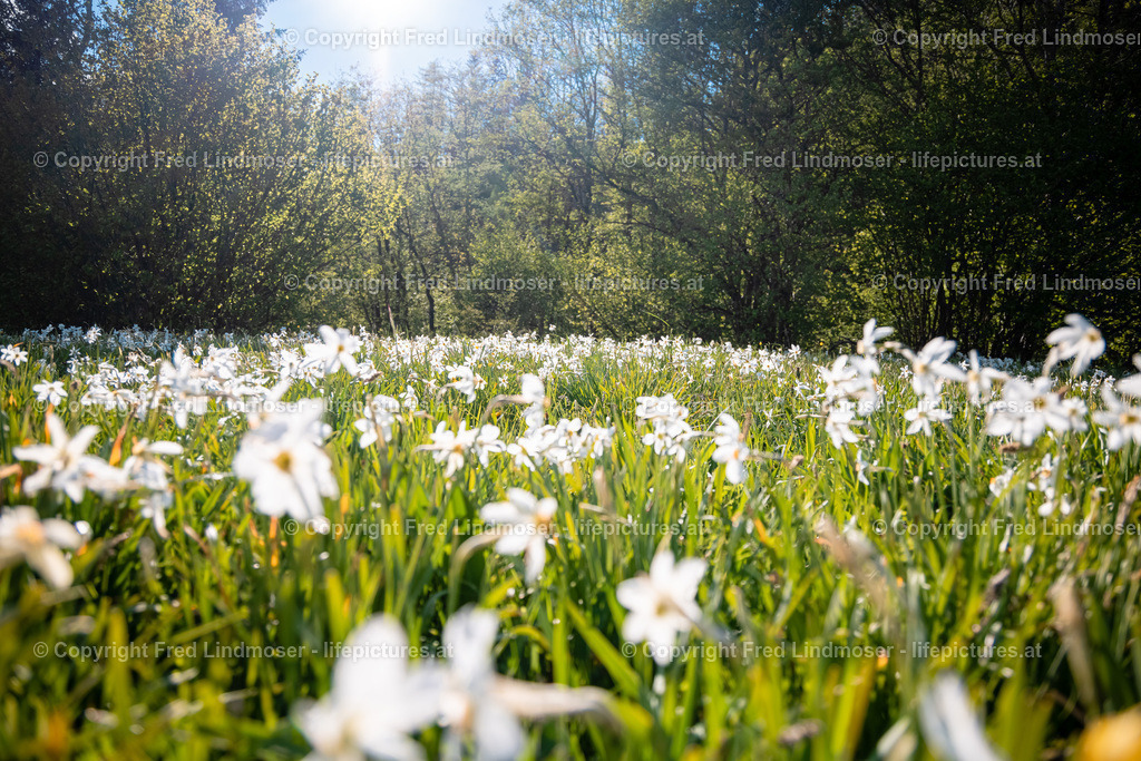 Narzissenblute 03062021-5661 | Fotos und Fotoprodukte - Realisiert mit Pictrs.com