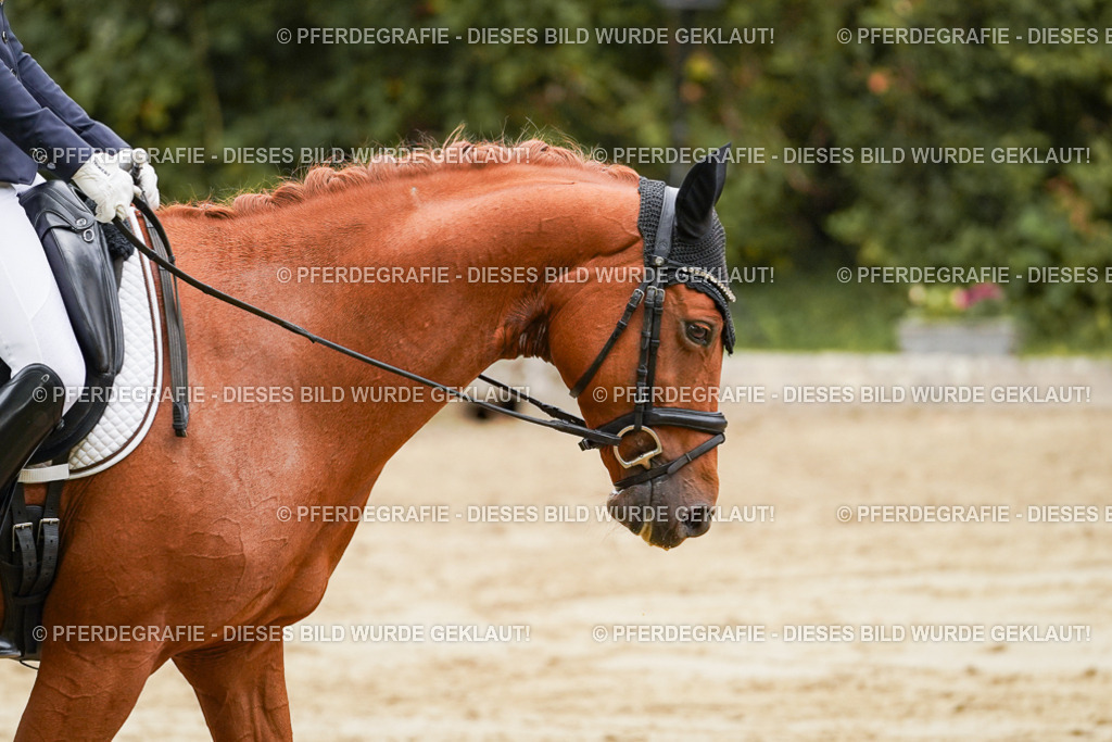 DSC09928 | Pferdegrafie