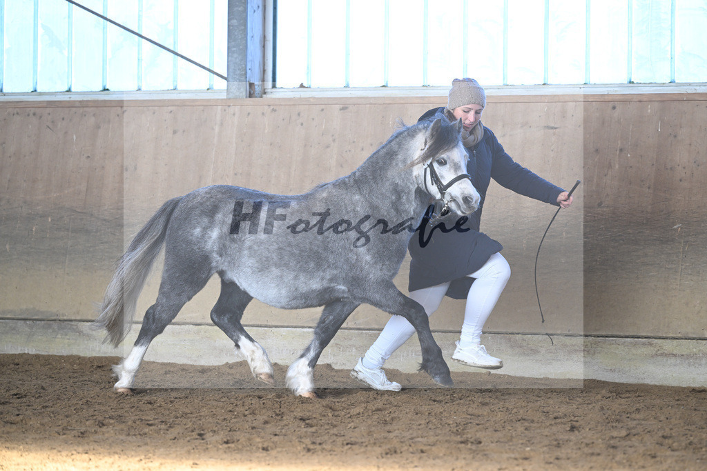 Kat-Nr. 17 Linderich Trudolfo v. Voermanhof Nicolas_ZG Seitle u Necker_49250723 | hf-fotografie - Realisiert mit Pictrs.com