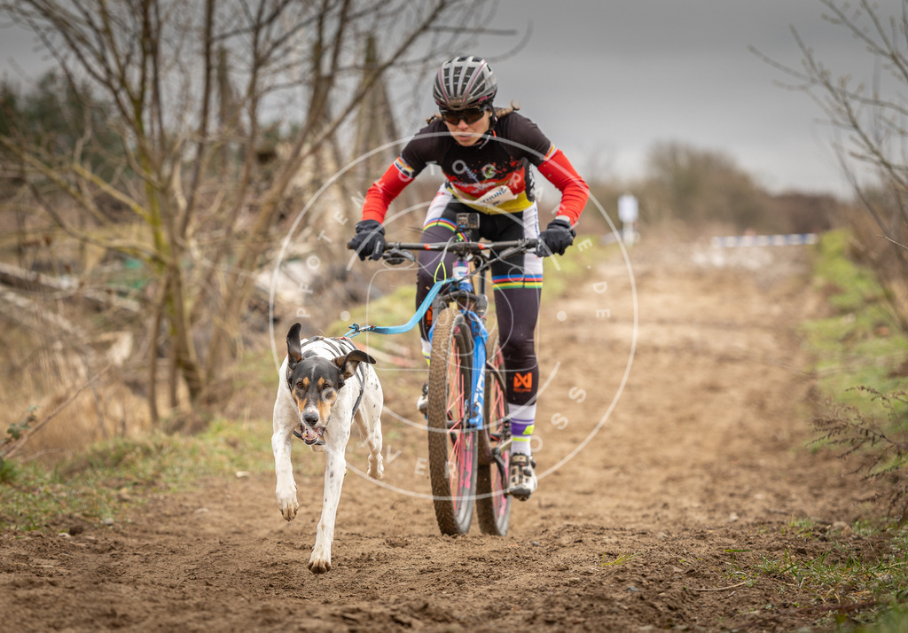 DV3A0652 | Hundefotografie, Tierfotograf, Pfotenfotografie, Fotoshooting Hund, Hunde Portrait, Hundesport, Hundeportraits, Heideshooting, Hunde, Sportfotograf, Hundefotograf, Turnierhundsport, THS,  - Realisiert mit Pictrs.com