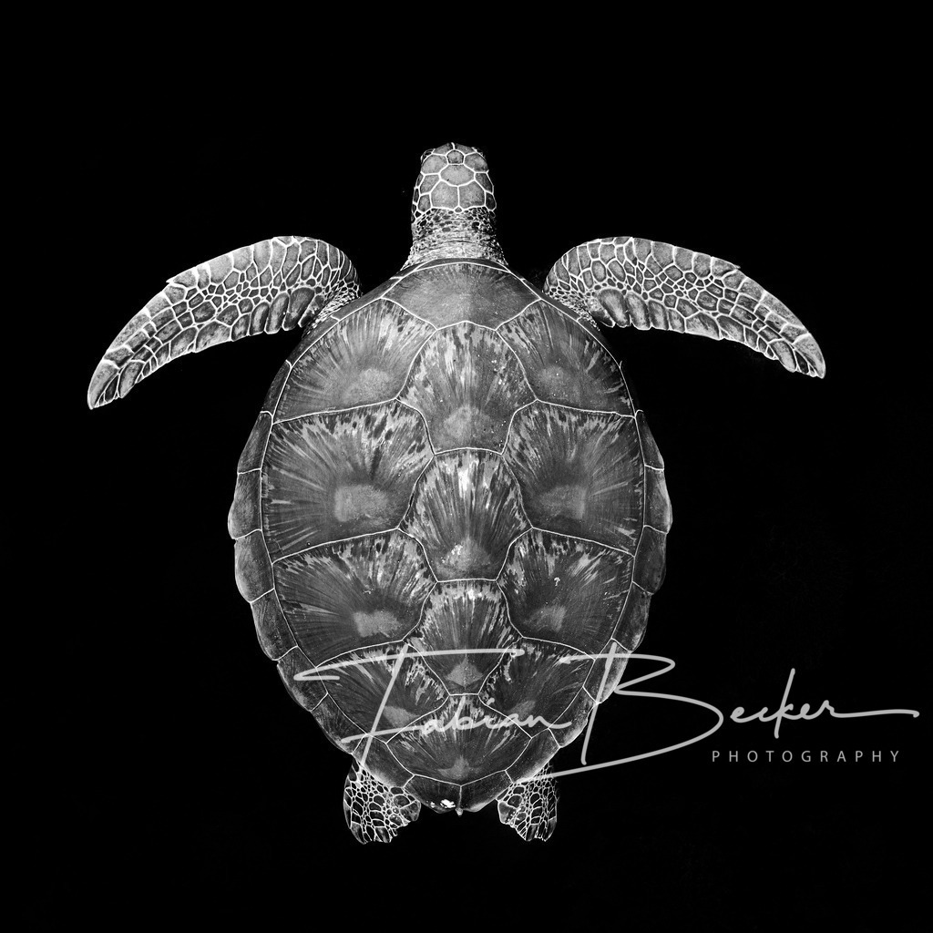 Symmetrie des Ozeans | Einzigartige Wandbilder von faszinierenden Unterwasserwelten. Exklusive Kunst für Empfangsbereiche, Wohnraum oder Wartezimmer. - Realisiert mit Pictrs.com