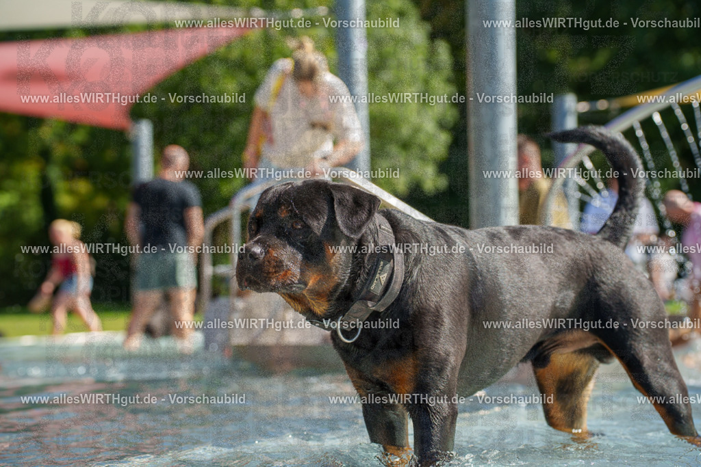 allesWIRTHgut Tierfotografie - allesWIRTHgut.de - 7IV08435 | Professionelle Tierfotografie in Mönchengladbach von Daniel Wirth (allesWIRTHgut). Liebevolle & natürliche Bilder von Hunden & Katzen für unvergessliche Erinnerungen.