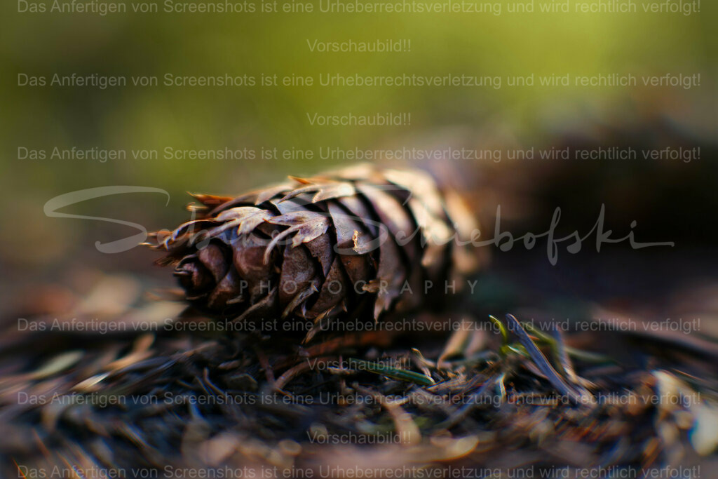 Wandbild Zapfen / Douglasienzapfen | People- und Tierfotografie, Imageaufnahmen, Veranstaltungsfotografie und Wandbilder aus der Natur ★ Made in Germany ✔️ Druck + Downloads ✔️ Naturfotografie in Top Qualität ★ schneller Versand, weltweite Lieferung! - Realisiert mit Pictrs.com