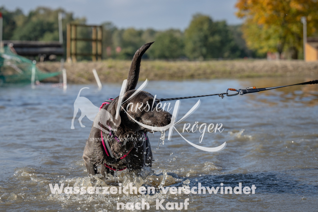 1122_ZZ92630 | kk-dogfotos