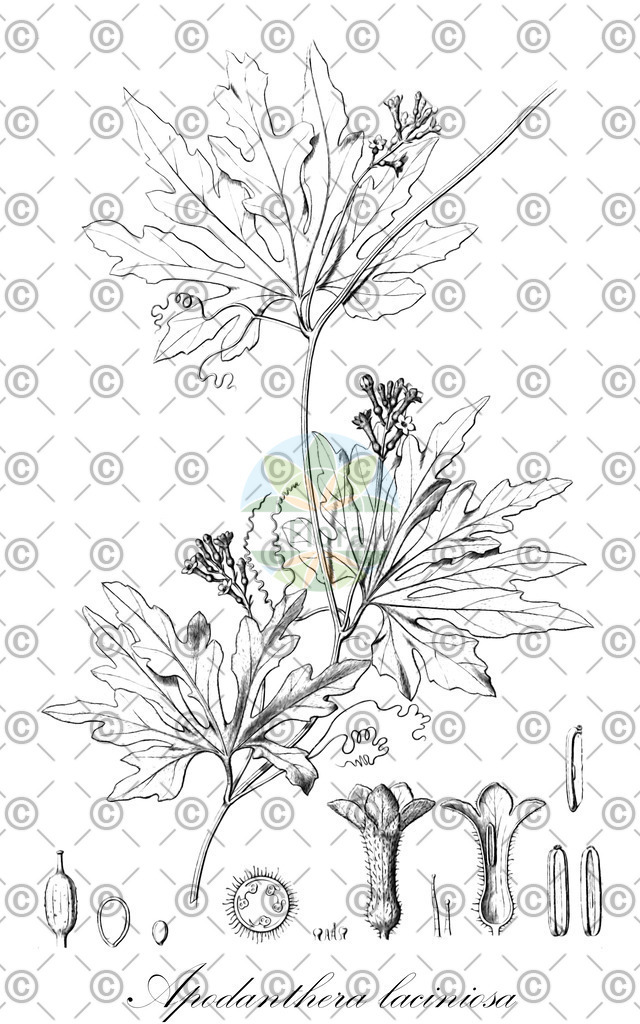 HistAbb_wfo-0000340378_1_ENZY_Simple | Historische Abbildung von Apodanthera laciniosa - Cucurbitaceae | Historical Illustration of Apodanthera laciniosa - Cucurbitaceae