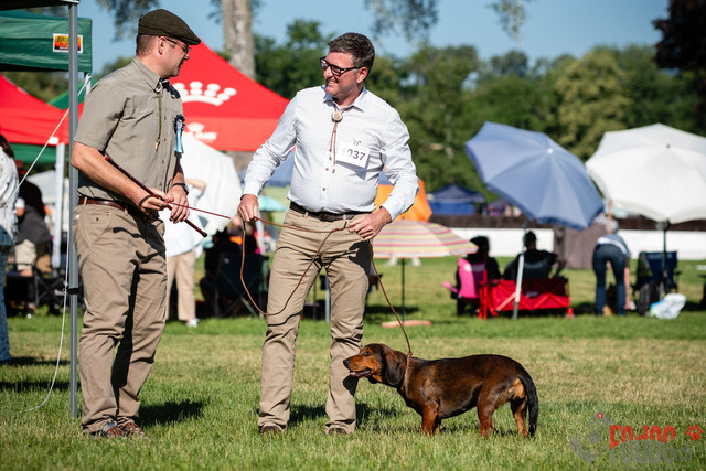 Dogshow CACIB Sonntag in Aarau | Dogshow CACIB Sonntag in Aarau. 25.06.2023 Foto: LeoWyden