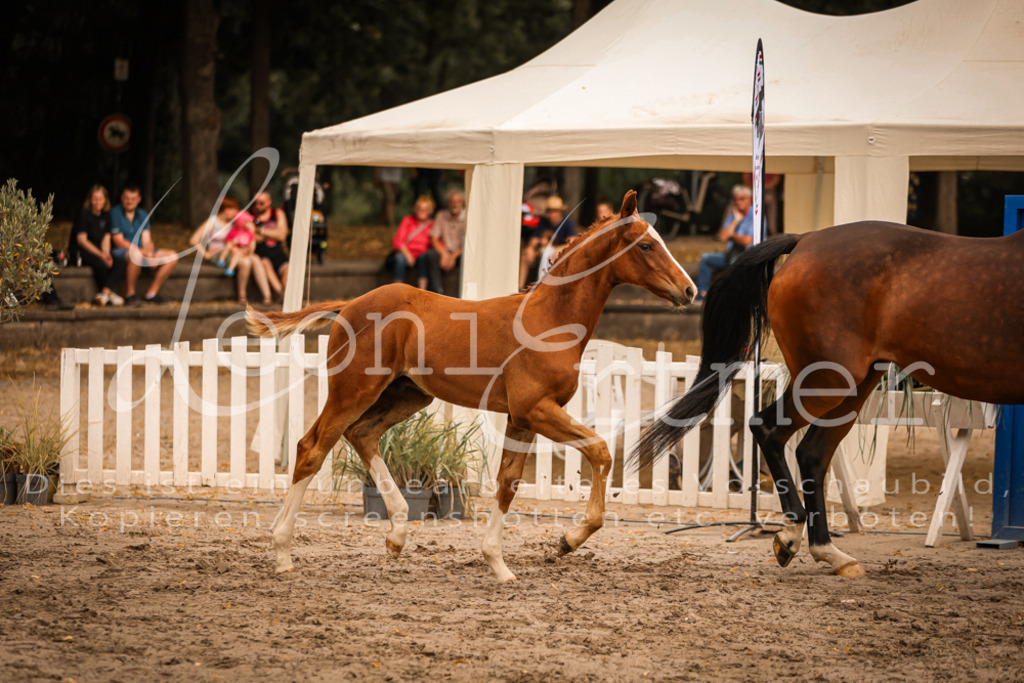 SaPA00262 | Leoni Ertmer Photography - Realisiert mit Pictrs.com