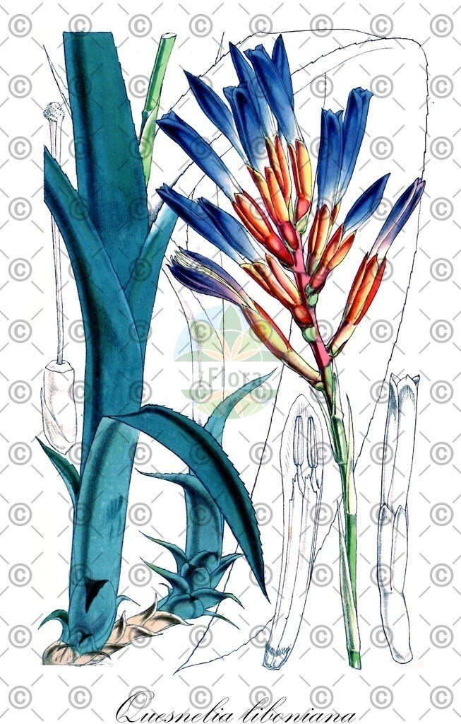 Quillaja_saponaria_HistAbb_Koehler_1883-1898_SIMPLE | Historische Abbildung von Quesnelia liboniana - Bromeliaceae | Historical Illustration of Quesnelia liboniana - Bromeliaceae