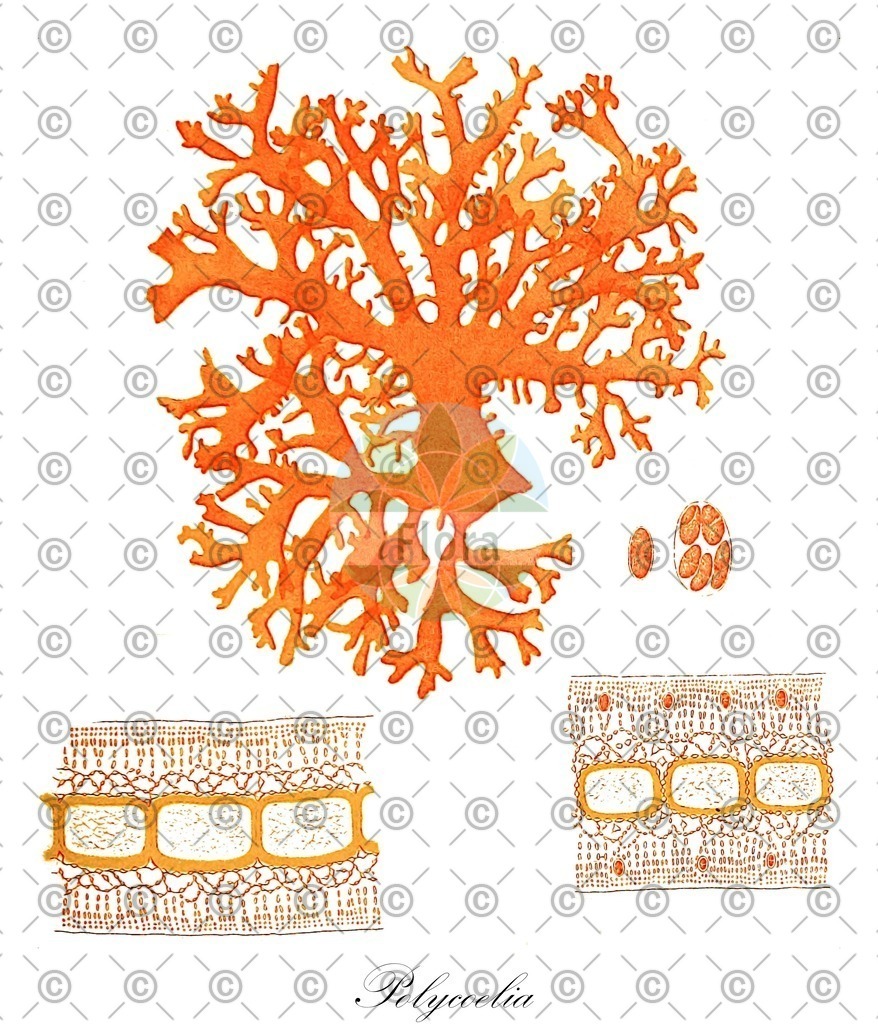 HistAbb_wfo-0000068865_1_ENZY_Simple | Historische Abbildung von Polycoelia - Kallymeniaceae (0) | Historical Illustration of Polycoelia - Kallymeniaceae (0)