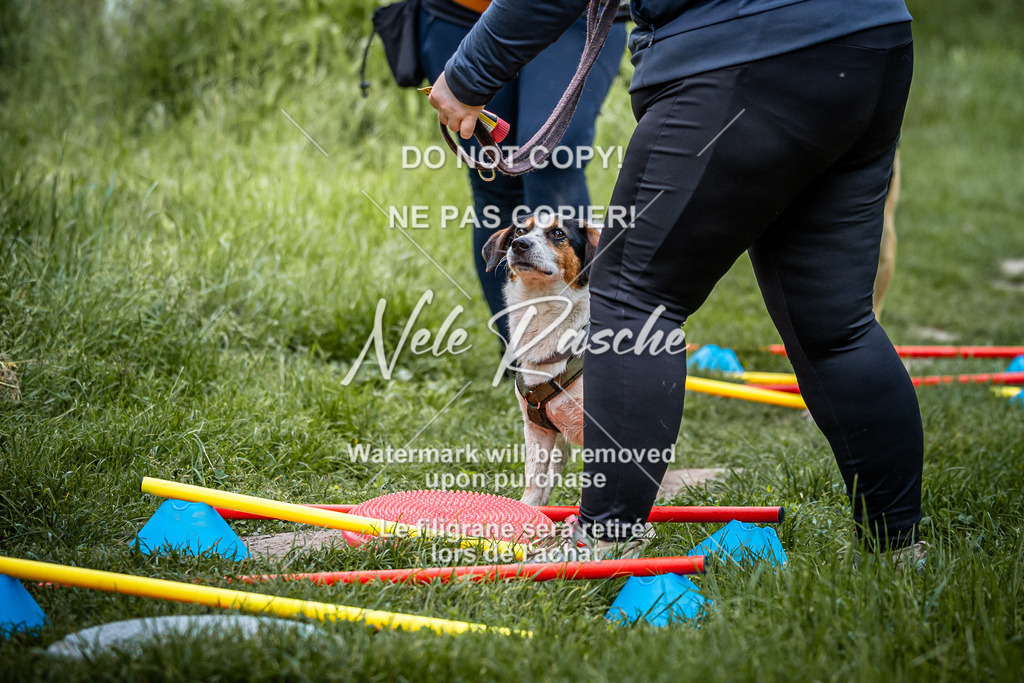 nelerasche_So-earlydog_04 | nelerasche