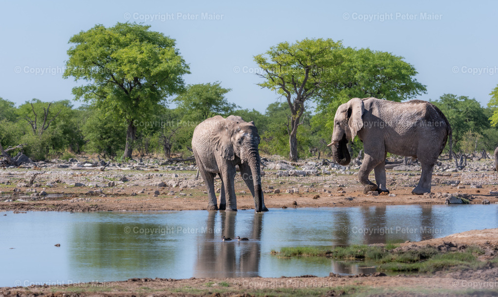 Etosha_Nationalpark_Namibia-403 | piet_flosse