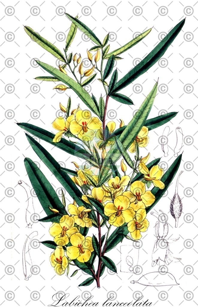 HistAbb_wfo-0001275992_2_ENZY_Simple | Historische Abbildung von Labichea lanceolata - Fabaceae | Historical Illustration of Labichea lanceolata - Fabaceae