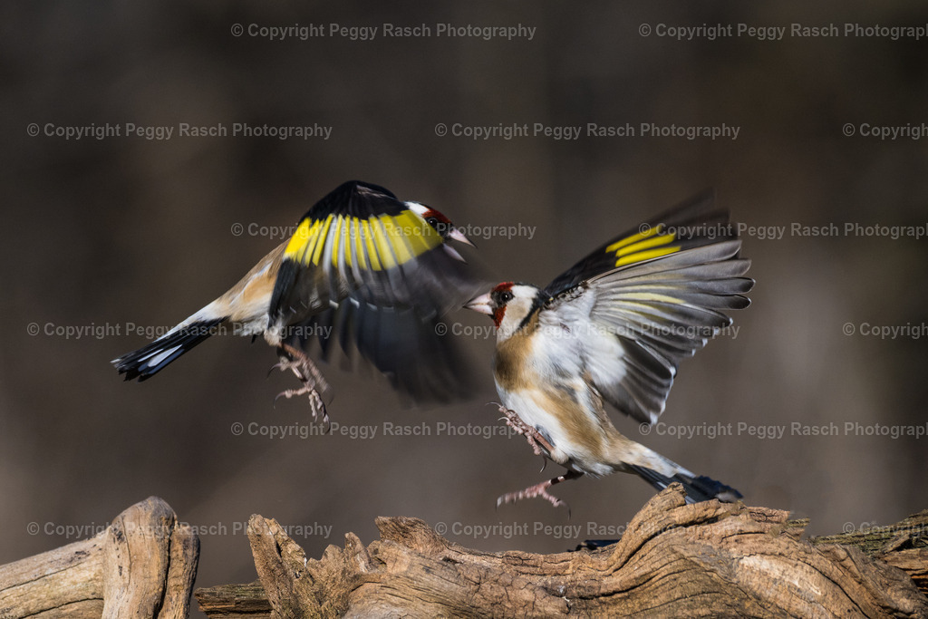 Stieglitz (20) | PeggyRaschPhotography - Realisiert mit Pictrs.com