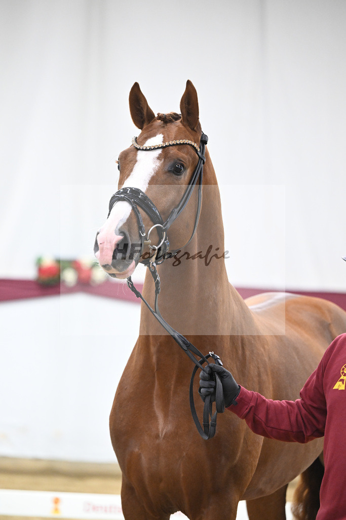 Kat-Nr. 140 Juwel x Vitalis_BG Westhoff u Rothenberger_47253134 | hf-fotografie - Realisiert mit Pictrs.com